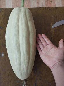 小瓜洋芋免费吃吗有毒吗,安全无毒揭秘  第3张